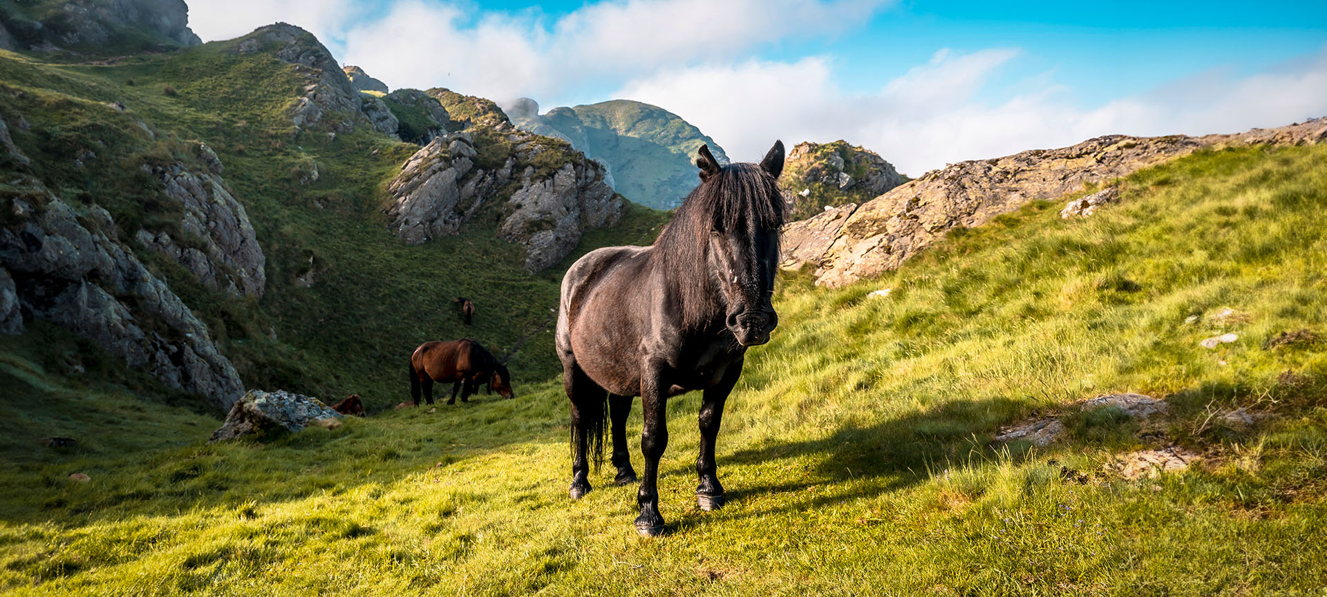 Horses in the Aiako Harria Natural Park in the Basque Country Horses in the Aiako Harria Natural Park in the Basque Country