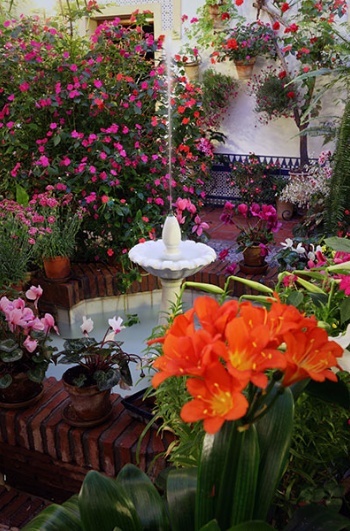 Konkurs na najpiękniejsze patio w Kordobie
