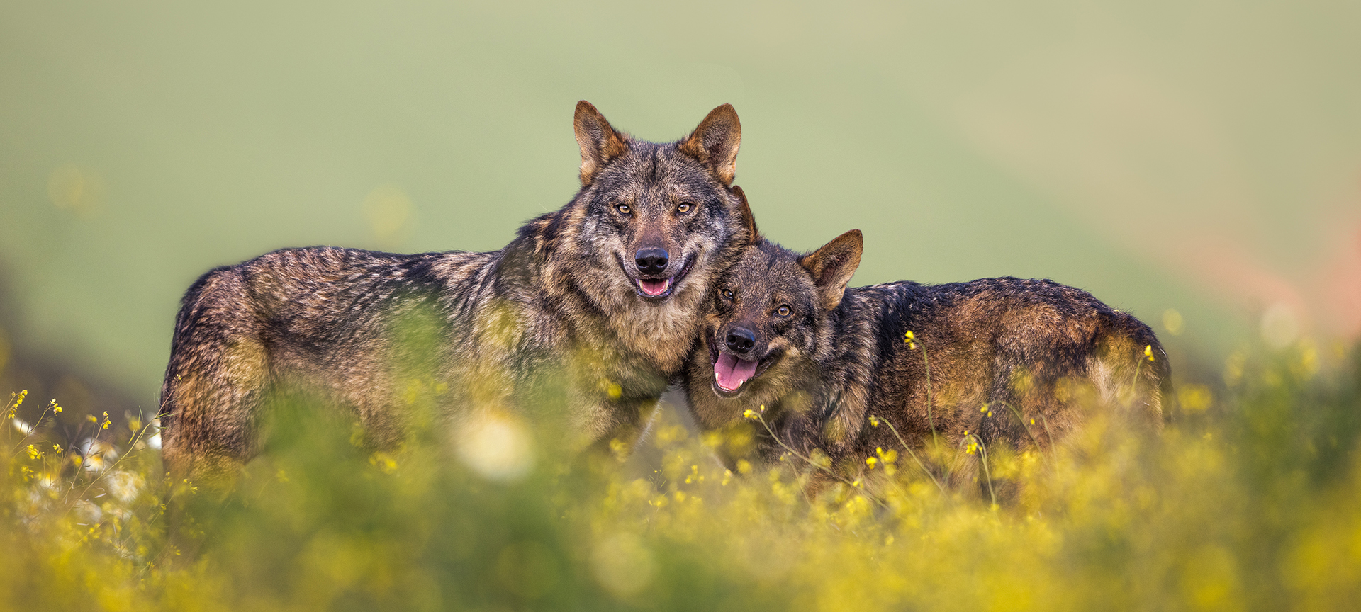 An Iberian wolf in the wild An Iberian wolf in the wild