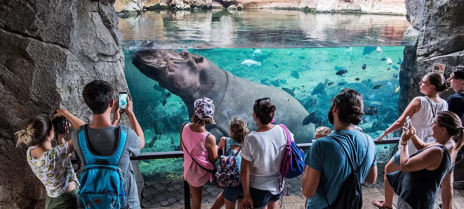 Hippopotamus in the Valencia Bioparc Hippopotamus in the Valencia Bioparc