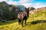 Horses in the Aiako Harria Natural Park in the Basque Country