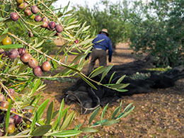 オリーブの収穫 オリーブの収穫