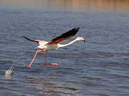 オディエル湿原のフラミンゴ オディエル湿原のフラミンゴ