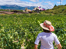 バスク地方のブドウ畑の観光客 バスク地方のブドウ畑の観光客