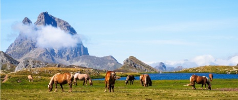 A group of horses grazing by the Ibones de Anayet, Huesca