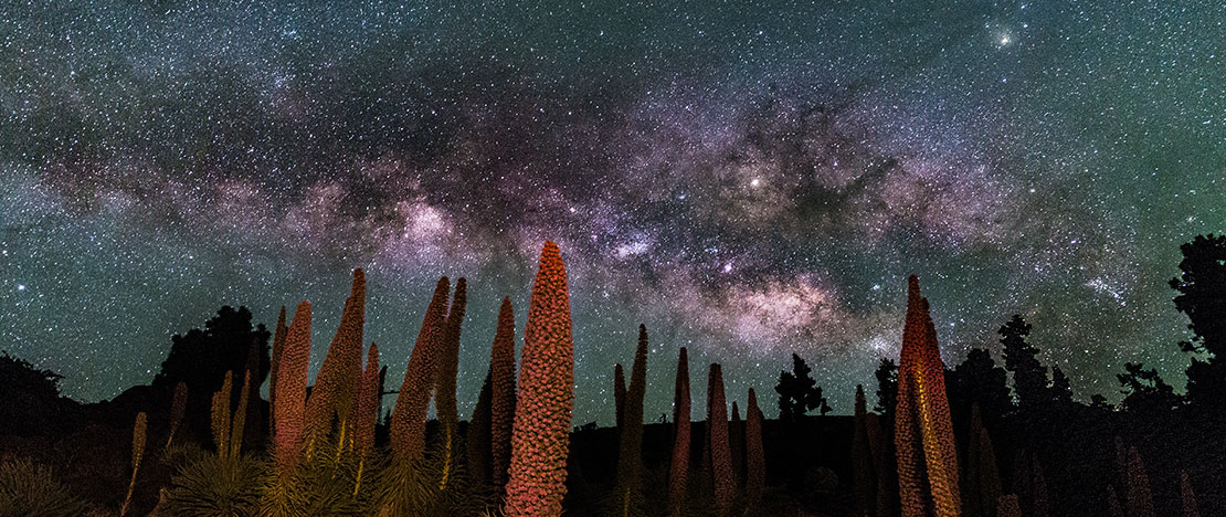 Milky Way over the tajinaste in the Canary Islands Milky Way over the tajinaste in the Canary Islands