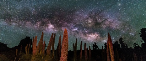 Milky Way over the tajinaste in the Canary Islands Milky Way over the tajinaste in the Canary Islands