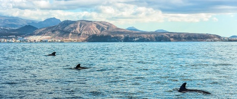 Delfiny w pobliżu wybrzeża Teneryfy, Wyspy Kanaryjskie