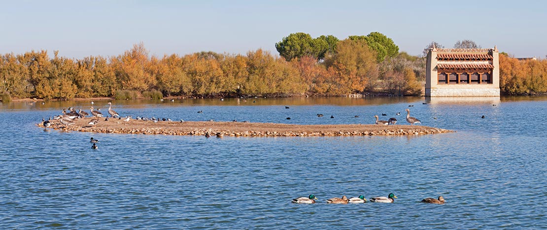 Vogelschutzgebiet Lagunas de Villafáfila. Zamora Vogelschutzgebiet Lagunas de Villafáfila. Zamora