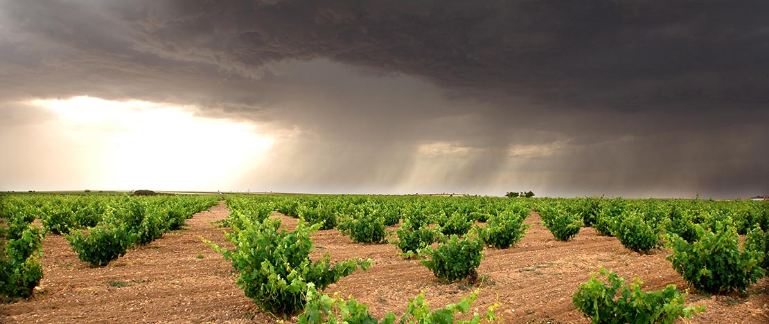 Weinberge in Zamora Weinberge in Zamora